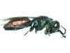 Chrysis terminata